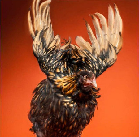 圖:為提高產(chǎn)蛋質(zhì)量 英公司打造世界首款公雞掛歷