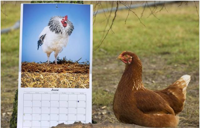 圖:為提高產(chǎn)蛋質(zhì)量 英公司打造世界首款公雞掛歷