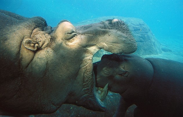小河馬一頭伸進(jìn)母親血盆大口讓人虛驚一場(chǎng) 原是母子在親熱