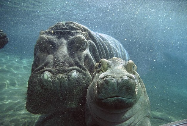 小河馬一頭伸進(jìn)母親血盆大口讓人虛驚一場(chǎng) 原是母子在親熱