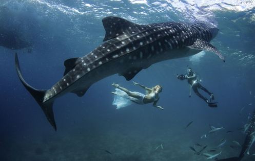 海底視覺盛宴:超模與鯊魚驚艷共舞