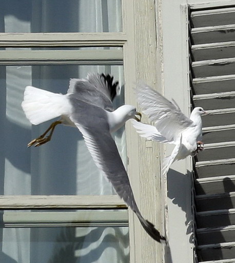 羅馬教皇放飛和平鴿遇“程咬金”差點(diǎn)淪為海鷗口中餐