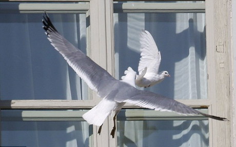 羅馬教皇放飛和平鴿遇“程咬金”差點淪為海鷗口中餐