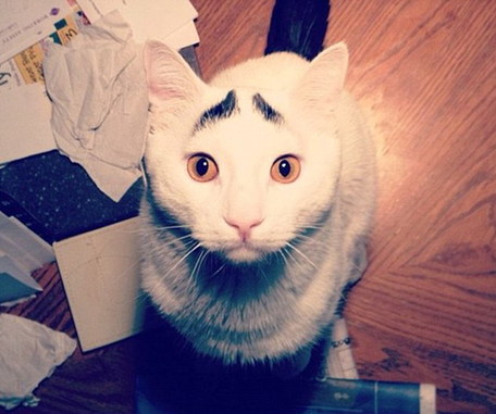 美國囧貓名聲大噪 “八字眉”傳遞憂國憂民情