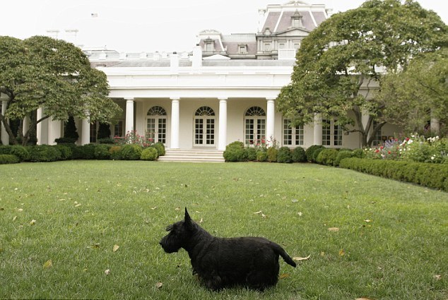 小布什愛犬、前美國“第一狗”巴尼去世 曾遭普京揶揄