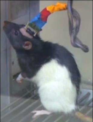 老鼠大腦植入微芯片 身處兩國(guó)也能產(chǎn)生“心靈感應(yīng)”