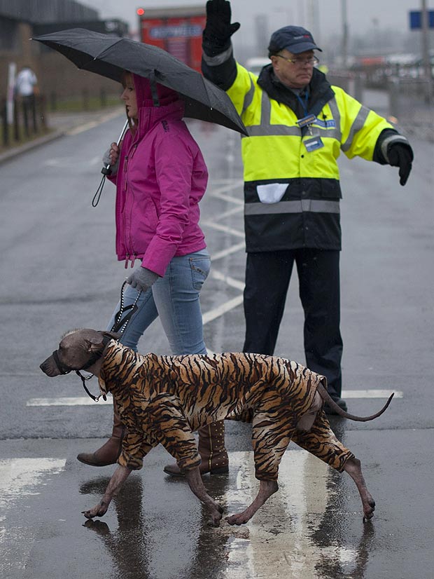國(guó)際名犬大賽英國(guó)開幕 看狗界“名流”爭(zhēng)奇斗艷