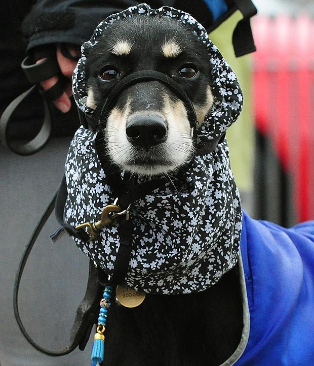 國(guó)際名犬大賽英國(guó)開(kāi)幕 看狗界“名流”爭(zhēng)奇斗艷