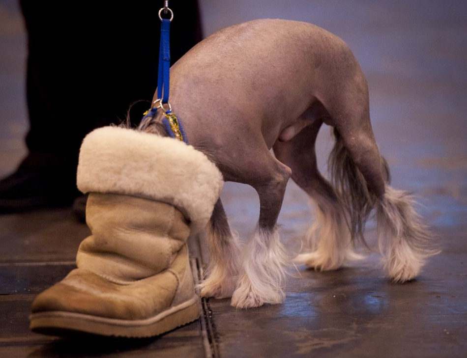 國際名犬大賽英國開幕 看狗界“名流”爭奇斗艷