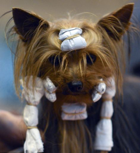 國(guó)際名犬大賽英國(guó)開(kāi)幕 看狗界“名流”爭(zhēng)奇斗艷