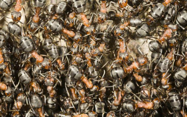 三年苦心研究結(jié)碩果:螞蟻能提前感知地震到來(lái)