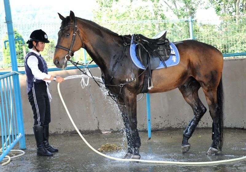 每匹馬養(yǎng)護成本2500元/月?探秘大連女騎警訓(xùn)練基地