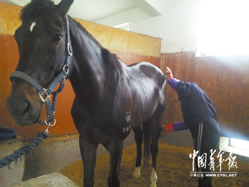 每匹馬養(yǎng)護(hù)成本2500元/月?探秘大連女騎警訓(xùn)練基地