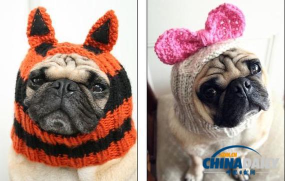 美國(guó)女大學(xué)生推出狗狗專用服飾 保暖同時(shí)討人憐愛(ài)