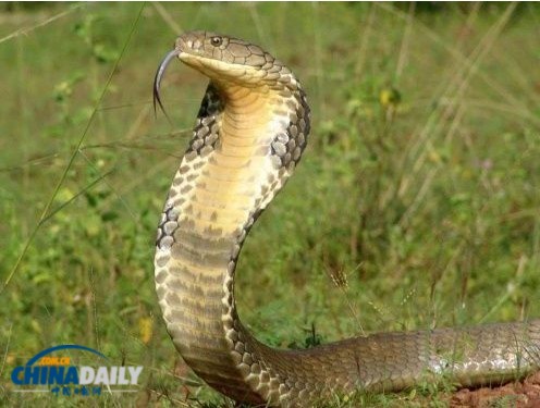 以色列男子如廁時突遭蛇攻擊 下體被咬傷