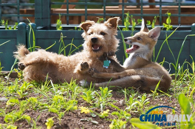 現(xiàn)實版“狐朋狗友”:兩只萌物打鬧嬉戲惹人愛