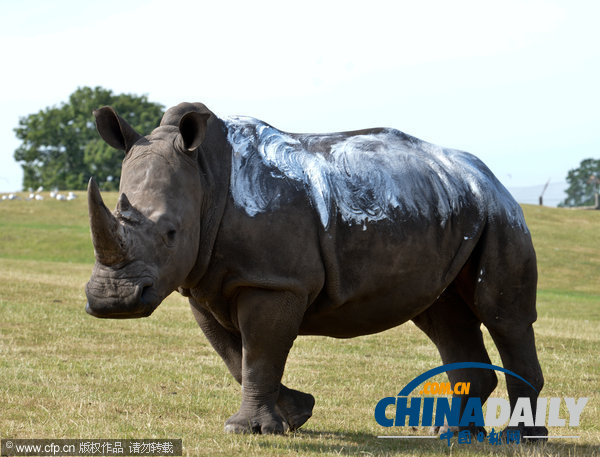 英國(guó)遭熱浪襲擊 犀牛也涂防曬霜免受陽(yáng)光毒曬