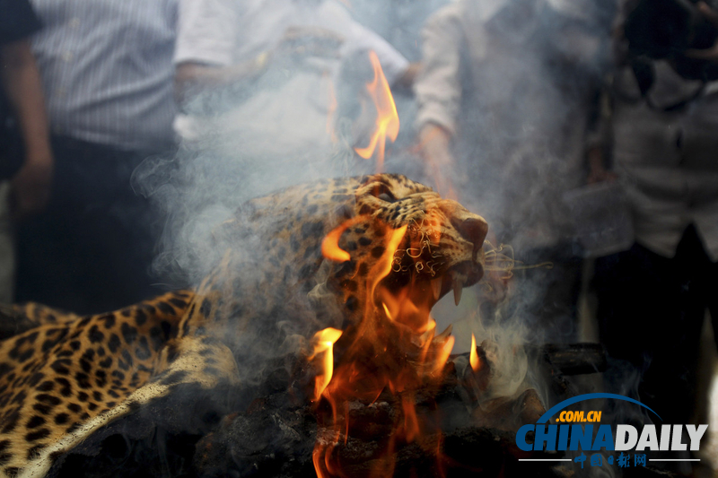 印度焚燒走私豹皮 呼吁保護野生物種（高清組圖）