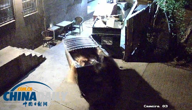 監(jiān)控實(shí)拍美國(guó)“熊食客”偷吃餐廳廚余垃圾(組圖)
