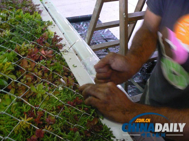 西班牙“車頂花園”風景獨好 為城市帶來新鮮空氣（組圖）