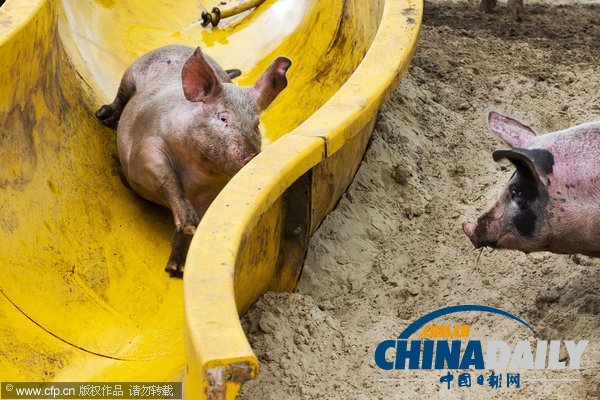 荷蘭農(nóng)民出新意 為豬兒搭建專(zhuān)用滑梯（組圖）