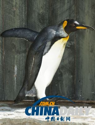 世界上最老企鵝36歲高齡 相當(dāng)于人類108歲(圖)
