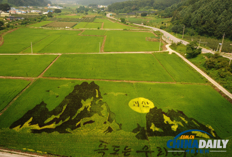 韓國(guó)水稻田繪出與日爭(zhēng)議島嶼獨(dú)島捍衛(wèi)主權(quán)（組圖）