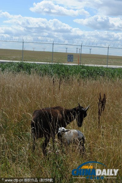芝加哥機(jī)場引進(jìn)數(shù)十只山羊等動物應(yīng)對百畝過密灌叢植