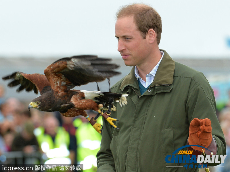威廉王子農(nóng)展會(huì)上客串訓(xùn)鷹師 小心翼翼（組圖）