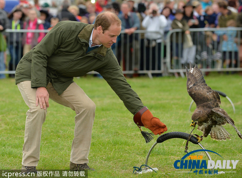 威廉王子農(nóng)展會(huì)上客串訓(xùn)鷹師 小心翼翼（組圖）