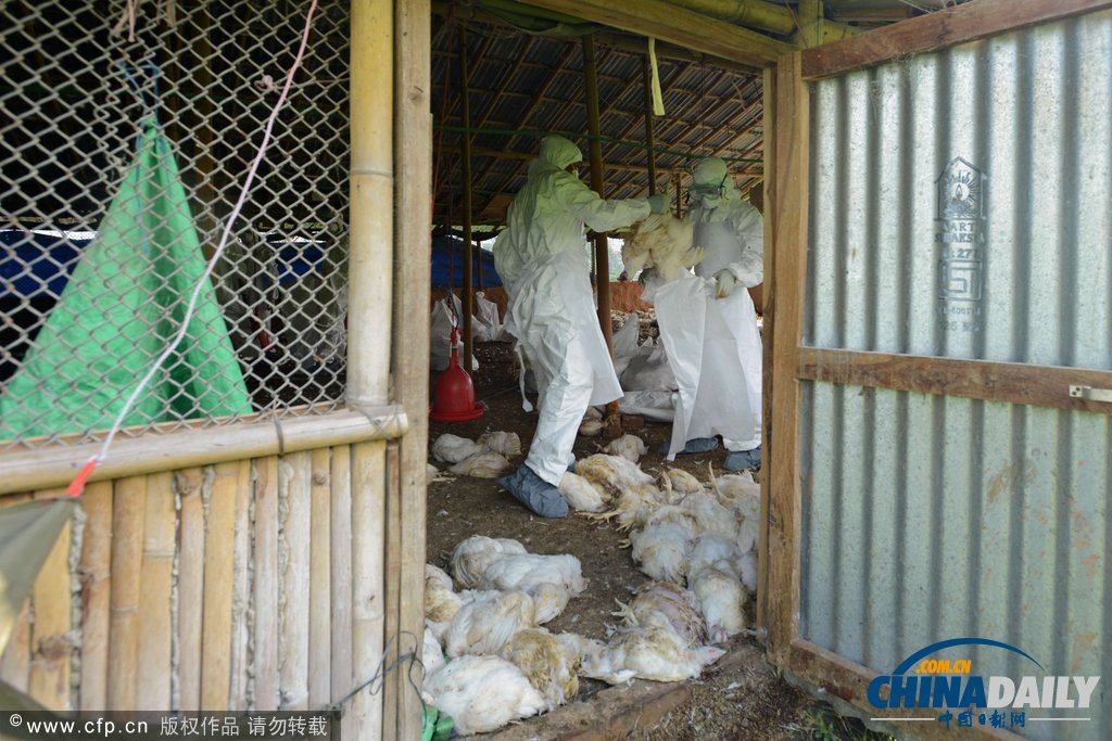 為防禽流感蔓延 尼泊爾捕殺禽類(lèi)50萬(wàn)只（高清組圖）