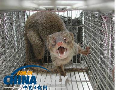 日媒:沖繩美軍基地周邊獴體內(nèi)積聚高濃度致癌物質(zhì)