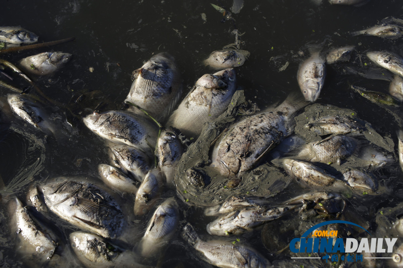 巴西奧林匹克公園附近發(fā)現(xiàn)10噸死魚(yú) 疑水污染所致（組圖）