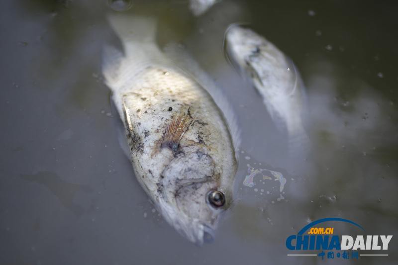 巴西奧林匹克公園附近發(fā)現(xiàn)10噸死魚(yú) 疑水污染所致（組圖）
