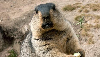 中亞恐爆發(fā)黑死病疫情 衛(wèi)生部門高度戒備