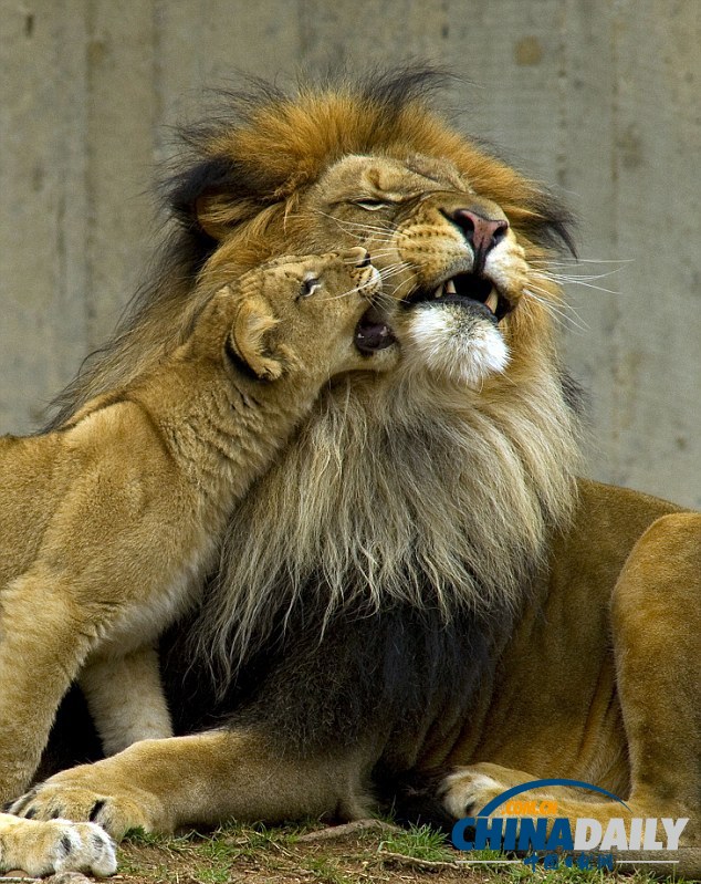 小獅子死纏老爸同玩耍惹“獅吼” 頑皮萌態(tài)惹人愛（組圖）