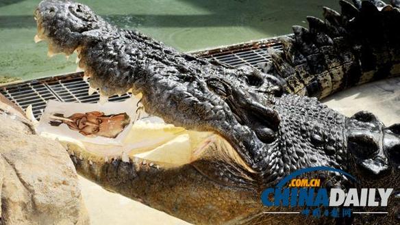 澳大利亞人用“通靈鱷魚”預(yù)測大選結(jié)果：陸克文敗北