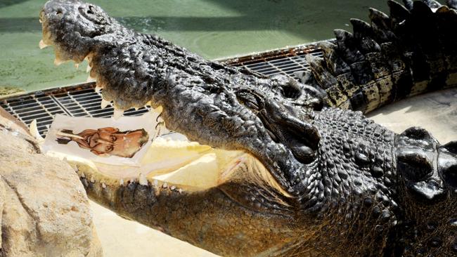 澳大利亞“通靈鱷魚”預(yù)測大選:陸克文敗北