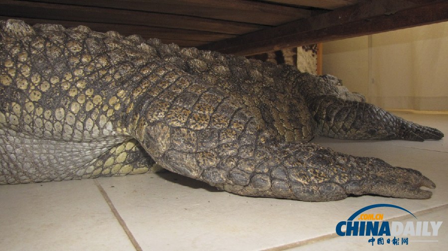 津巴布韋鱷魚潛入民居 藏身床下一夜未被發(fā)現(xiàn)