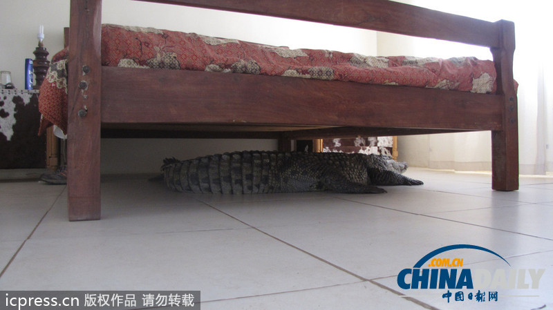 津巴布韋鱷魚(yú)潛入民居 藏身床下一夜未被發(fā)現(xiàn)