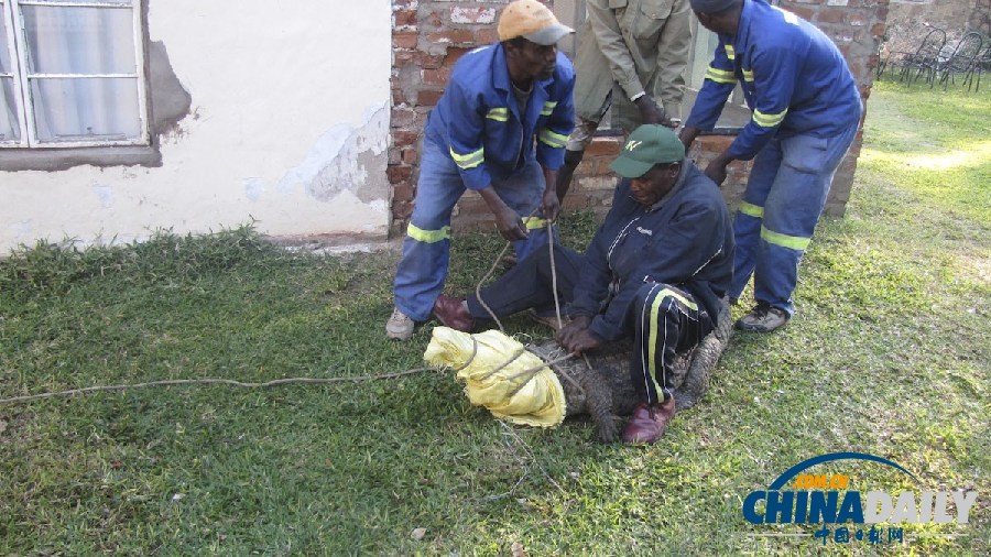 津巴布韋鱷魚潛入民居 藏身床下一夜未被發(fā)現(xiàn)