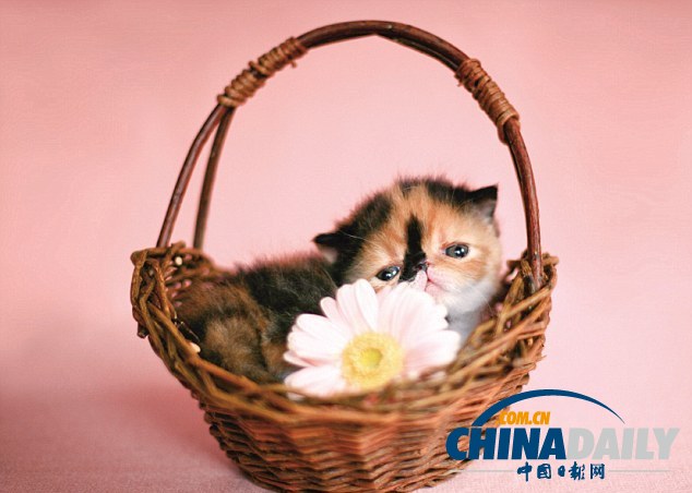 “世界第一萌貓”躥紅網(wǎng)絡(luò) 臥在杯中小巧可愛(ài)