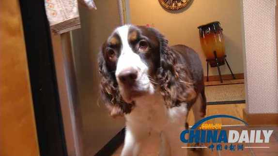 美國(guó)聾犬助主人擒獲入室竊賊