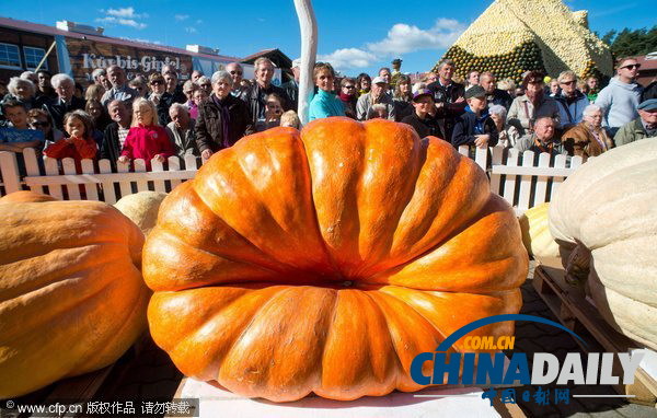 德國(guó)南瓜大賽舉行 巨型“瓜王”驚呆小伙伴