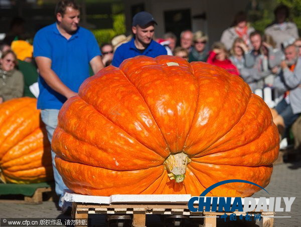 德國(guó)南瓜大賽舉行 巨型“瓜王”驚呆小伙伴