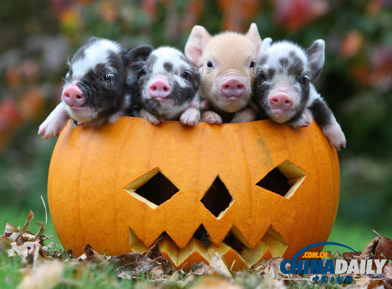 搞笑動(dòng)物萬圣節(jié) 南瓜誘惑難抵擋