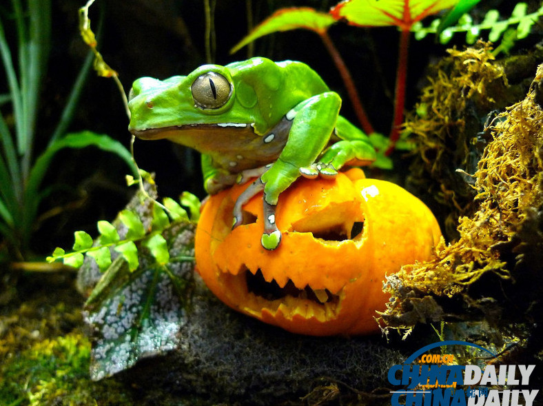 搞笑動物萬圣節(jié) 南瓜誘惑難抵擋