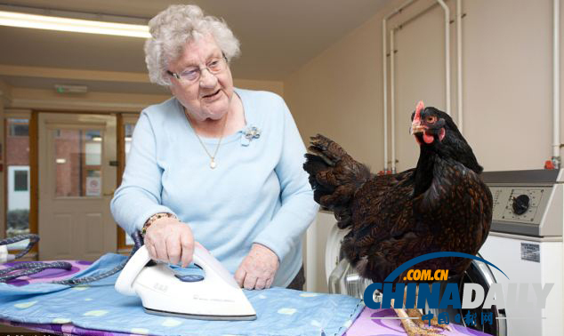 英老年人養(yǎng)雞遣寂寞 送雞上學(xué)生活忙