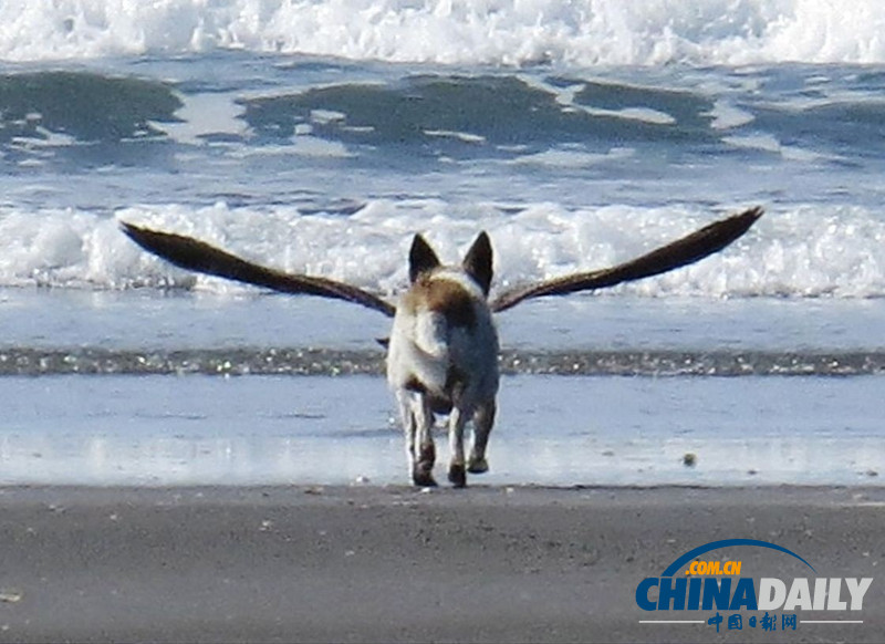 眼見也不一定為實 盤點錯位照片騙你沒商量