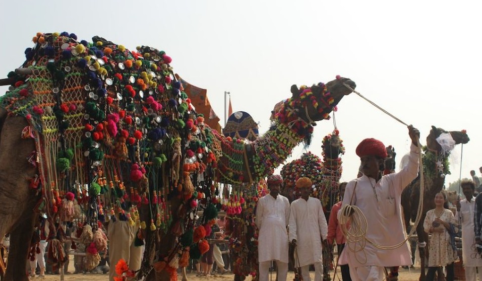 圖:直擊印度駱駝選美大賽 數(shù)萬(wàn)駱駝盛裝亮相